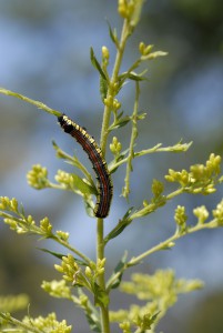 solidago riddellii with caterpillar