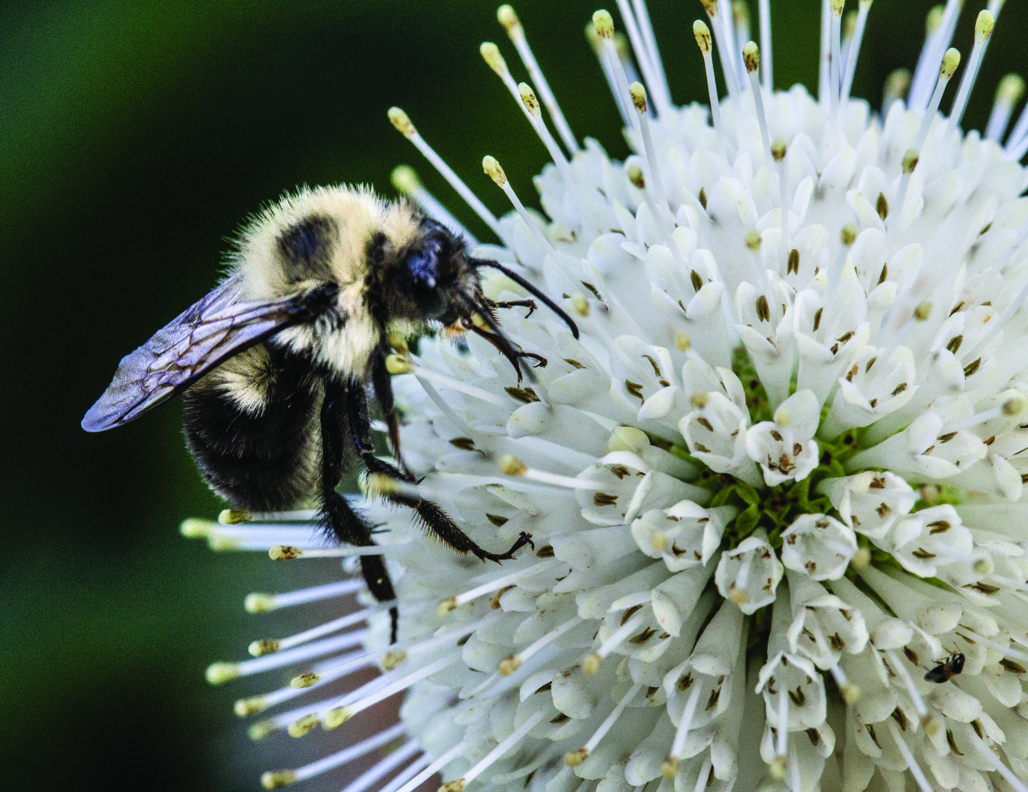 Bumble Bee on Buttonbush - By Diane Bodkin