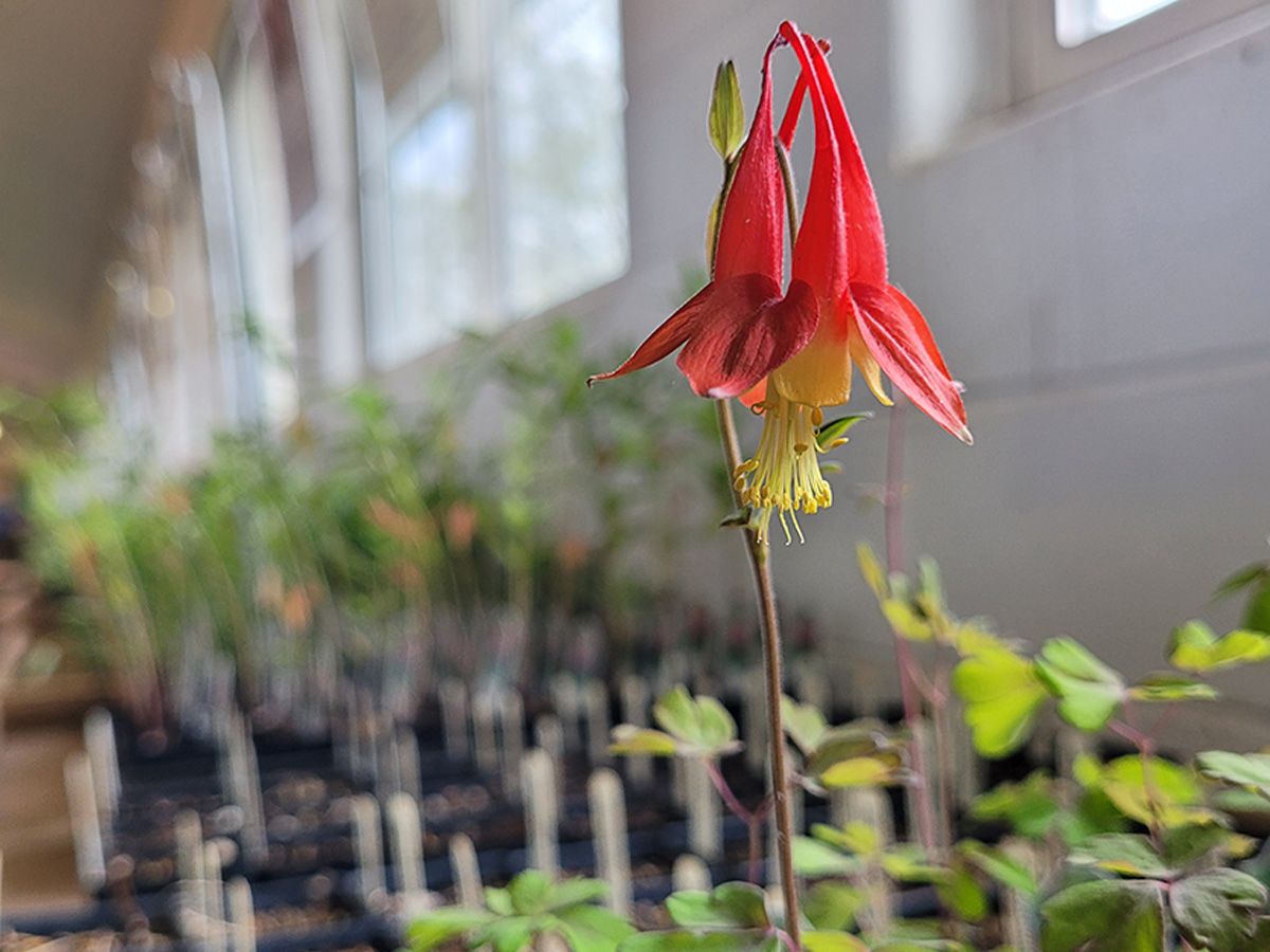 Wild Columbine at the Plant Sale - By Allison Frederick