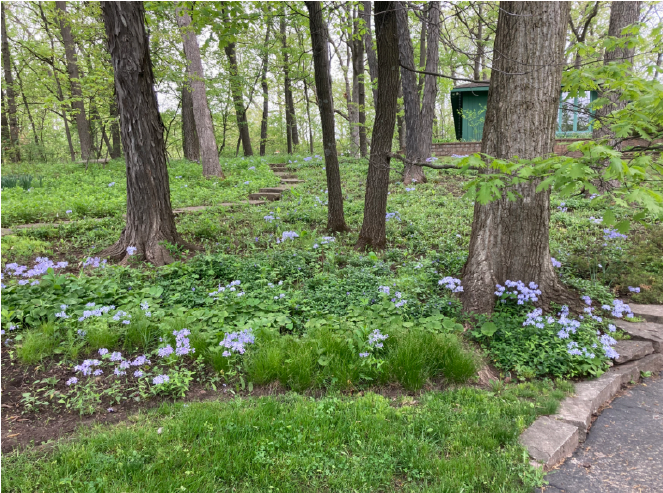 Native Landscaping for Shade - By Peggy Simonsen