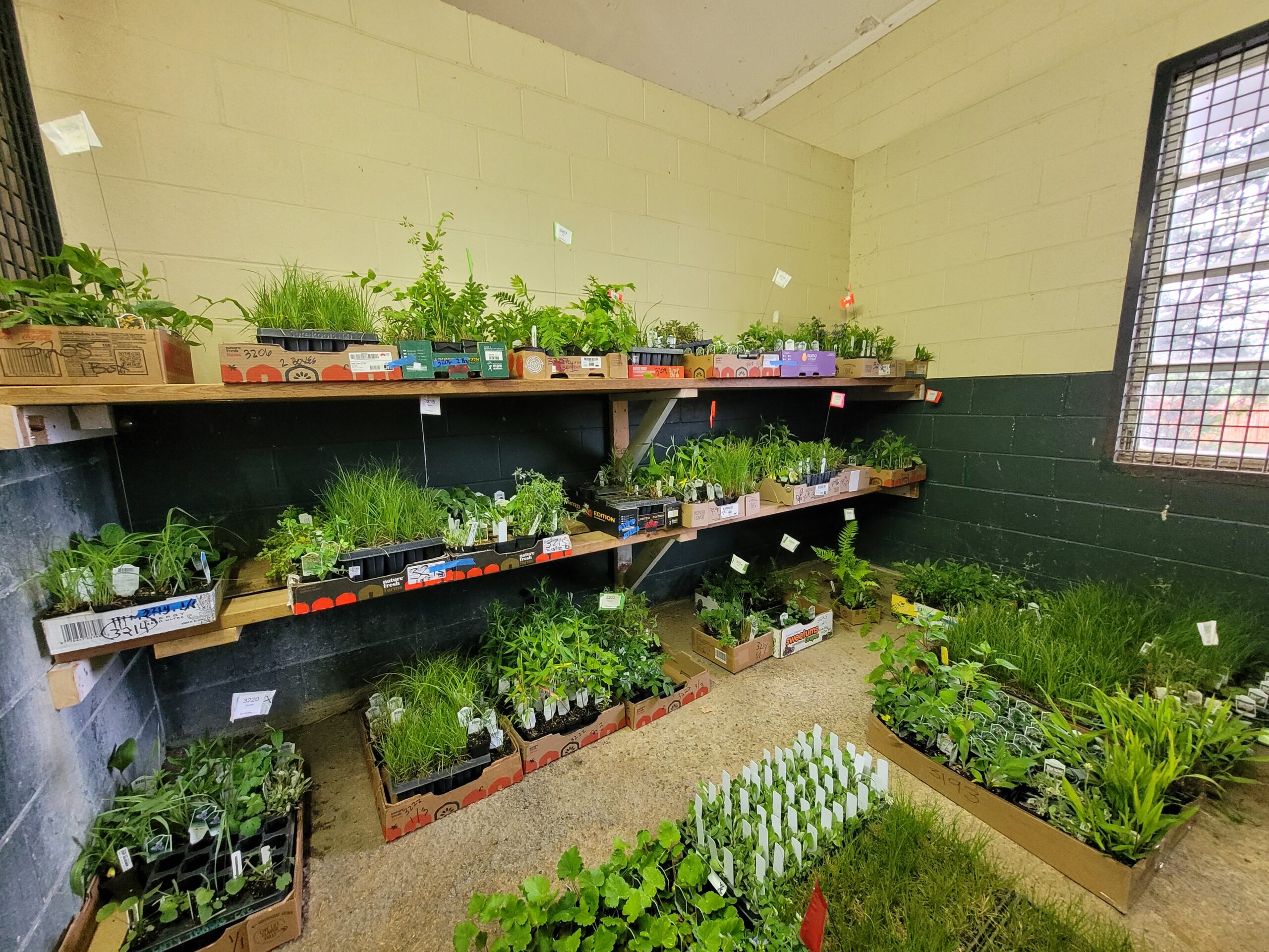 Plant Sale Pre-Orders - By Allison Frederick